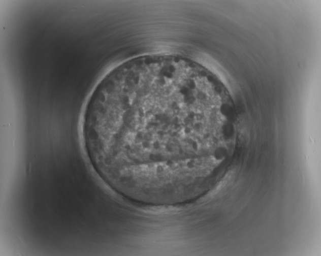 X0000101481091200807281034