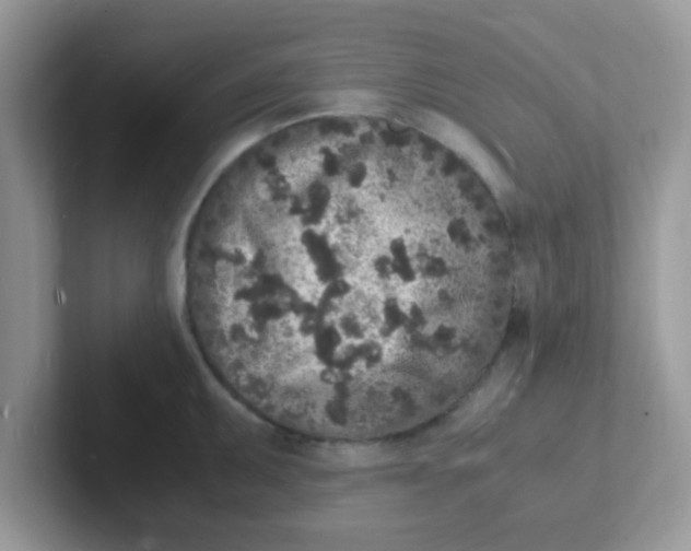 X0000101481095200807281034