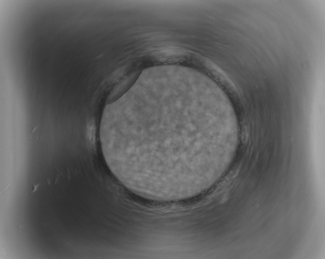 X0000101481108200807281034