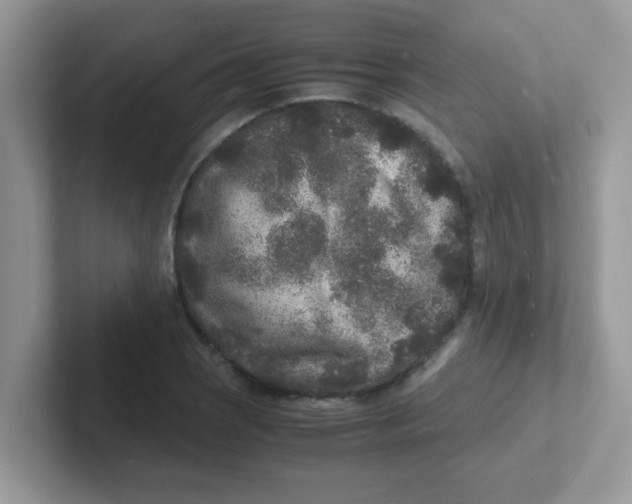 X0000101481121200807281034