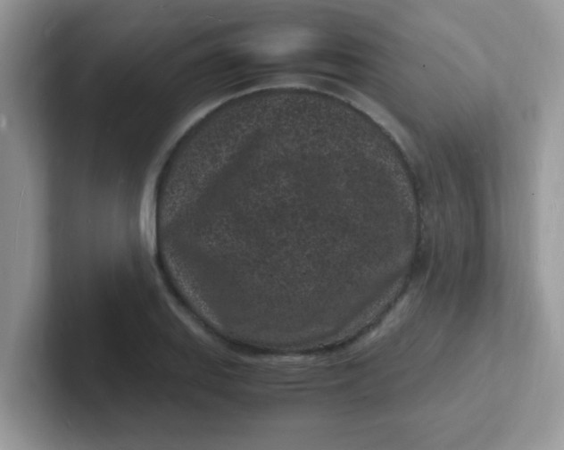 X0000101481127200807281034