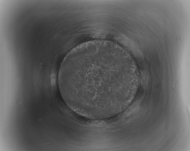 X0000101481154200807281034