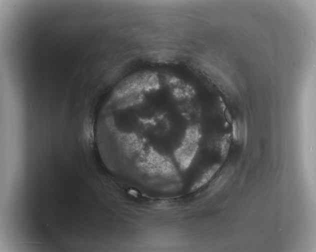 X0000101481155200807281034