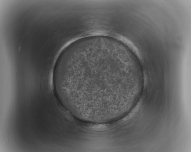 X0000101481174200807281033