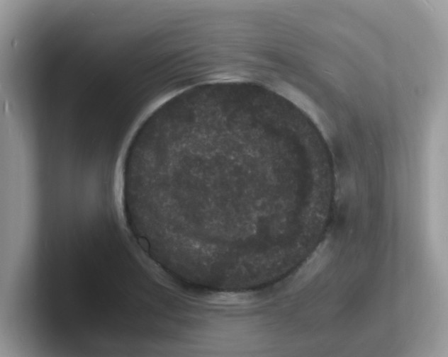 X0000101481179200807281033