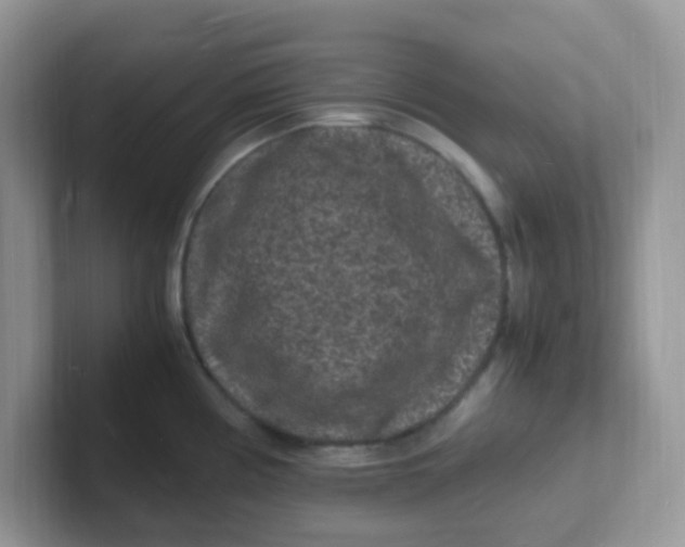 X0000101481194200807281033