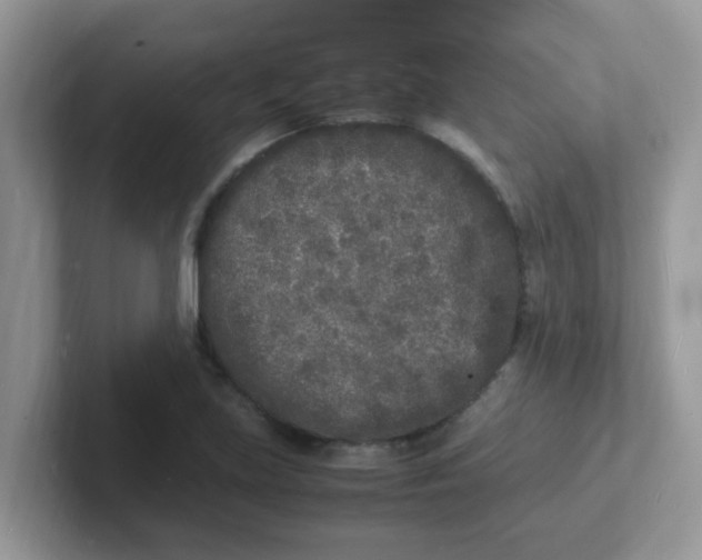 X0000101481219200807281033