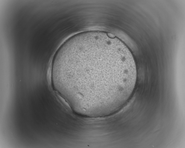 X0000101481228200807281033