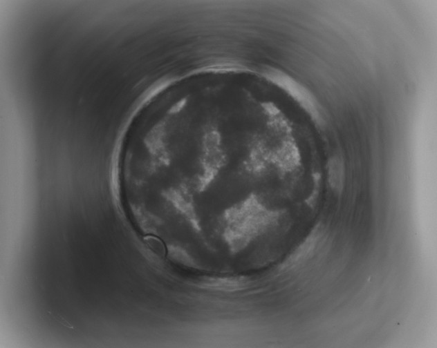 X0000101481229200807281033