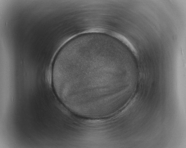 X0000101481276200807281032