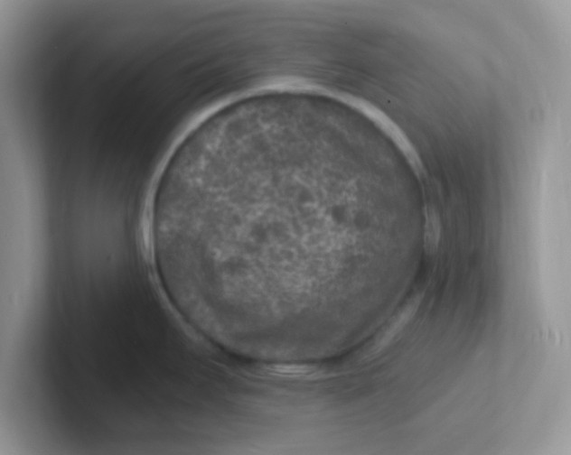 X0000101481295200807281032