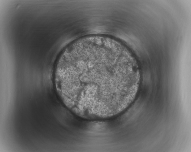 X0000101481314200807281031