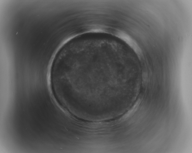 X0000101481331200807281032