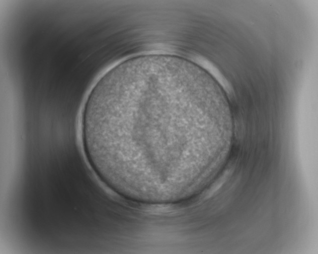 X0000101481387200807281031