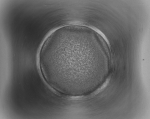 X0000101481389200807281031