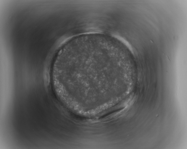 X0000101481407200807281030