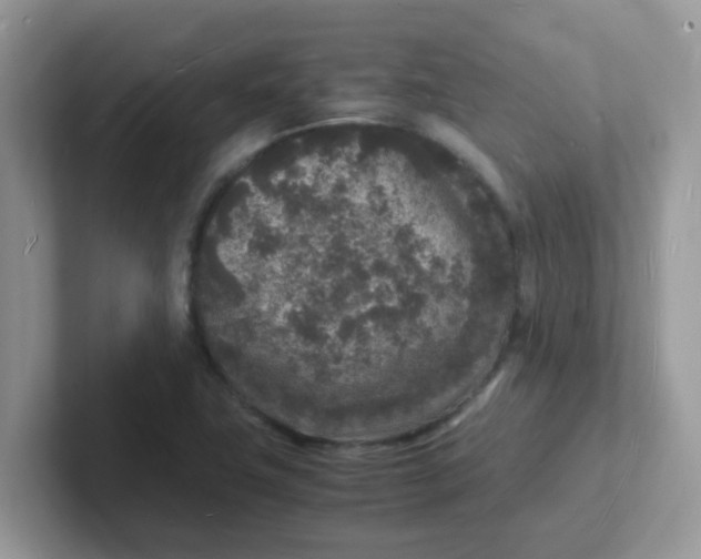 X0000101481411200807281030