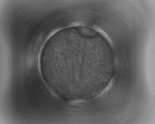 X0000101481427200807281030