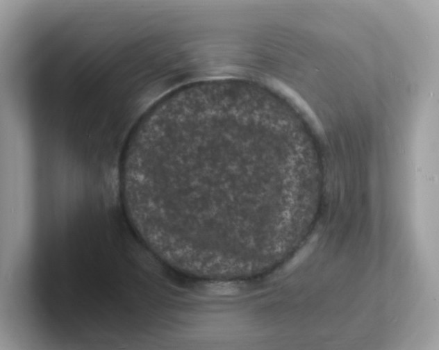 X0000101481457200807281030