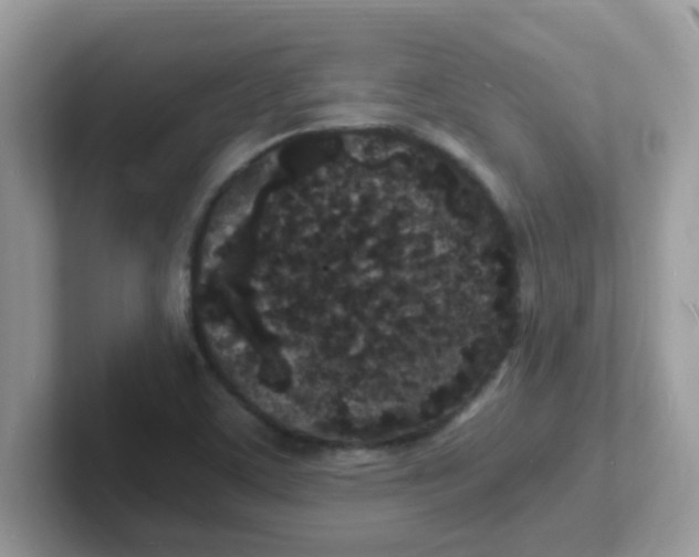 X0000101481459200807281030