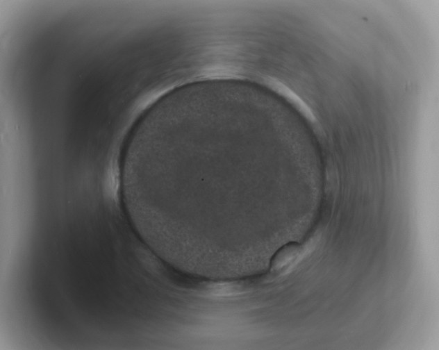 X0000101481461200807281030