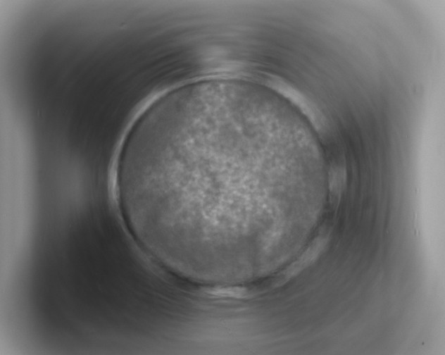 X0000101481466200807281030