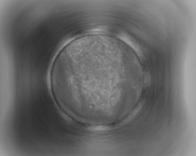 X0000101481474200807281029