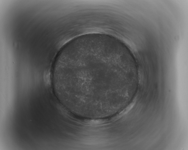 X0000101481497200807281029