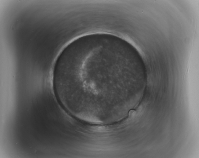 X0000101481508200807281029