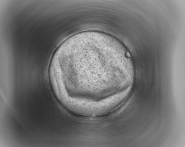 X0000101481521200807281029