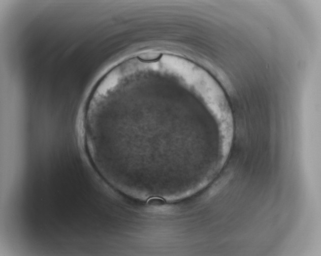 X0000101481522200807281029