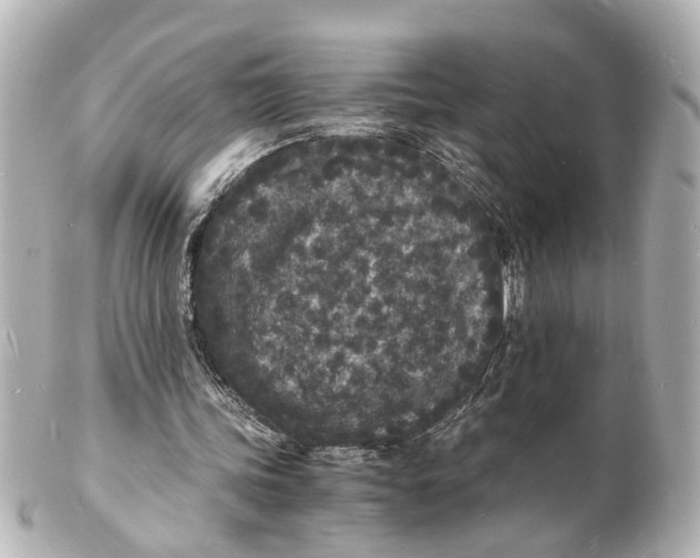 X0000101480339200808041133