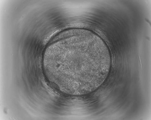 X0000101480434200808041132