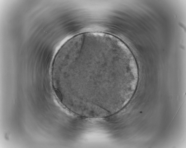 X0000101480864200808041127