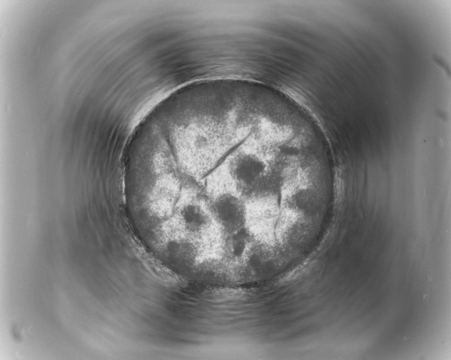 X0000101480925200808041125