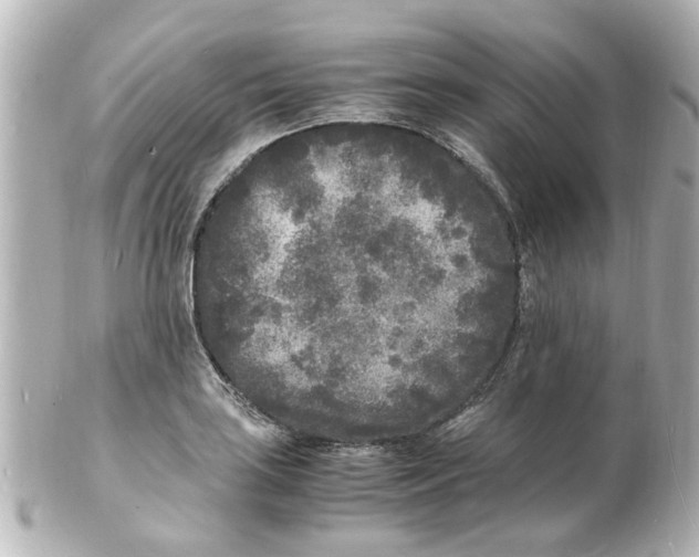 X0000101481035200808041124