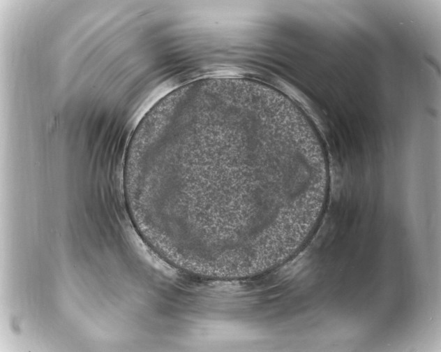 X0000101481194200808041121