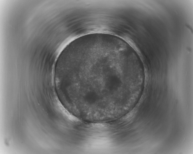 X0000101481246200808041121