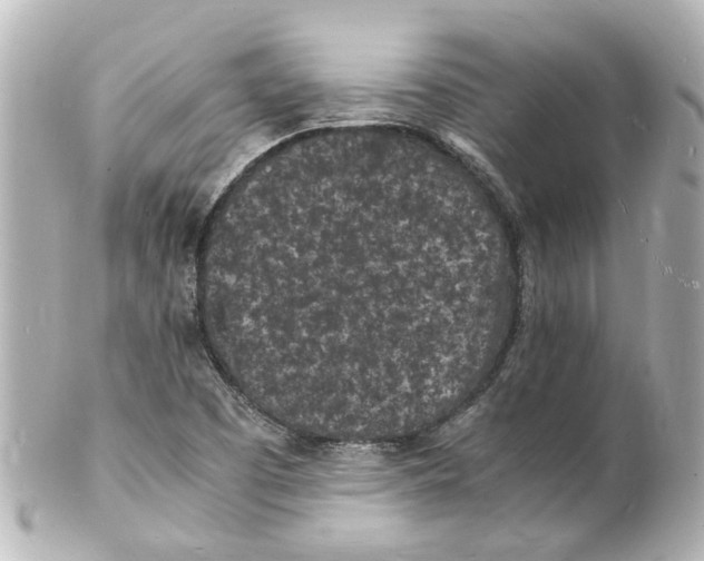 X0000101481457200808041117