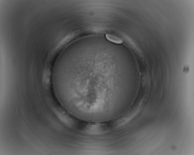 X0000101650072200807101241