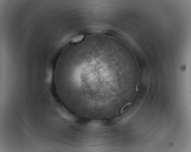 X0000101650076200807101241