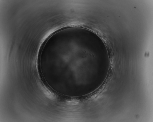 X0000101650196200807101239