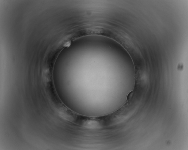 X0000101650224200807101239