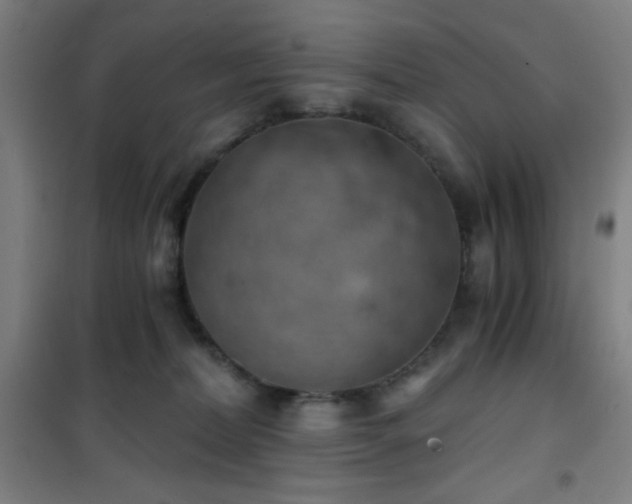 X0000101650228200807101239