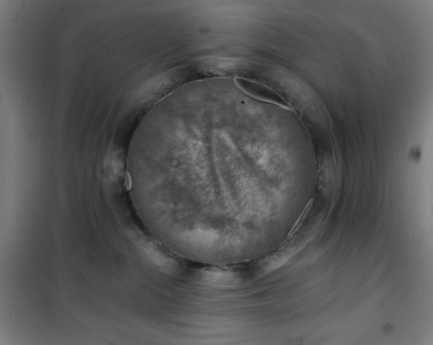 X0000101650284200807101238