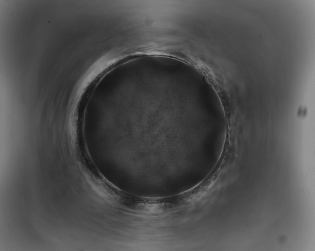 X0000101650295200807101238