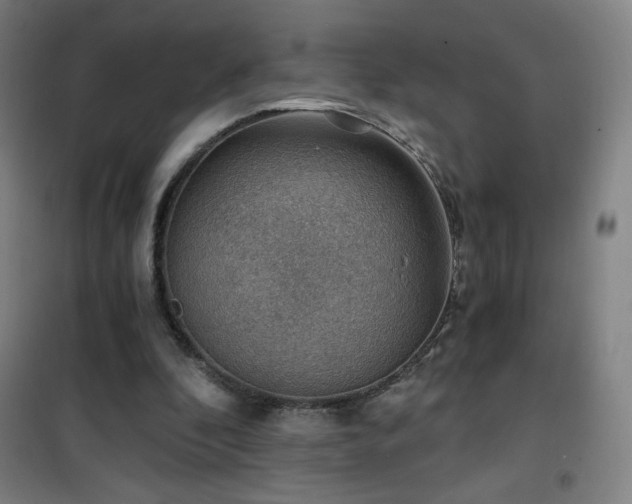 X0000101650296200807101238