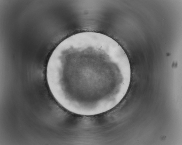 X0000101650305200807101237