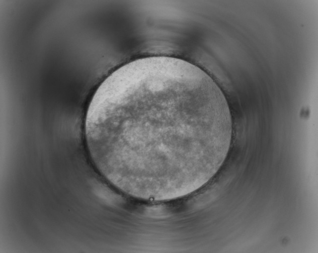 X0000101650309200807101237