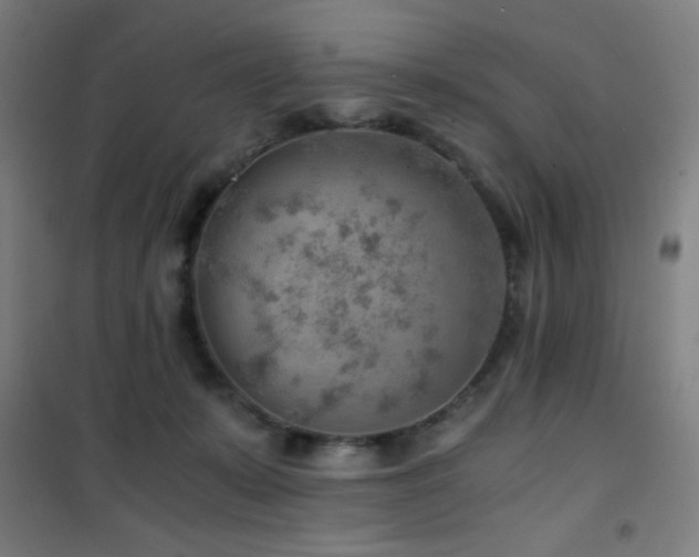 X0000101650319200807101237